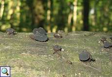 Schmutzbecherling (Bulgaria inquinans) im Naturschutzgebiet Dreiecksweiher