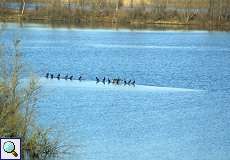 Kormorane (Phalacrocorax carbo carbo) am Elbsee