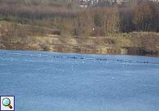 Kormorane (Phalacrocorax carbo carbo) und Lachmöwen (Chroicocephalus ridibundus) am Elbsee