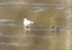 Zwergsäger (Mergus albellus, hinten) und Krickenten (Anas crecca) auf dem Baggersee