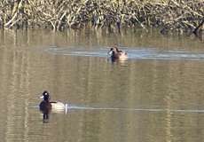 Reiherenten (Aythya fuligula) auf dem Baggersee