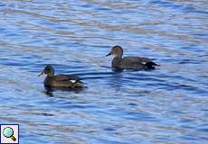 Schnatterenten-Paar (Mareca strepera) auf dem Elbsee