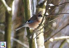 Eichelhäher (Garrulus glandarius) am Elbsee