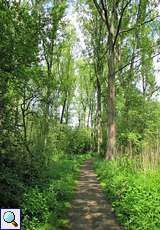 Waldweg im Eller Forst