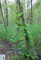 Echter Hopfen (Humulus lupulus) im Eller Forst