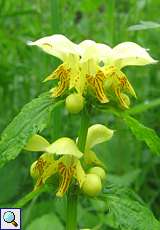 Gewöhnliche Goldnessel (Lamium galeobdolon) im Eller Forst