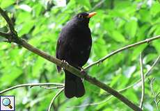 Amsel-Männchen (Turdus merula) im Eller Forst