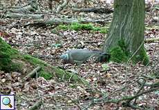 Ringeltaube (Columba palumbus) im Eller Forst