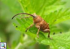 Eichelbohrer (Curculio glandium) im Eller Forst