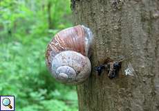 Weinbergschnecke (Helix pomatia) im Eller Forst