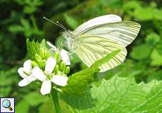 Rapsweißling (Pieris napi) im Eller Forst