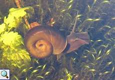 Posthornschnecke (Planorbarius corneus) im Elmpter Schwalmbruch