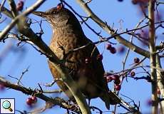 Amsel-Weibchen (Turdus merula) im Elmpter Schwalmbruch