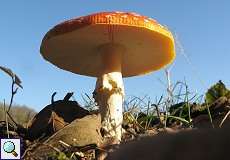 Fliegenpilz (Amanita muscaria var. muscaria) im Elmpter Schwalmbruch