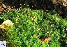 Wald-Frauenhaarmoos (Polytrichum formosum) im Elmpter Schwalmbruch