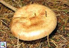 Kahler Krempling (Paxillus involutus) im Elmpter Schwalmbruch