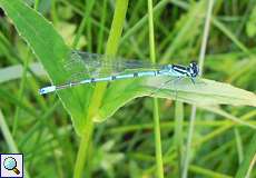 Männliche Hufeisen-Azurjungfer (Coenagrion puella) im Elmpter Schwalmbruch