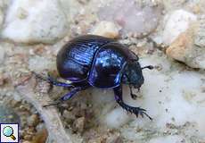 Waldmistkäfer (Anoplotrupes stercorosus) im Elmpter Schwalmbruch