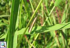 Agriphila latistria