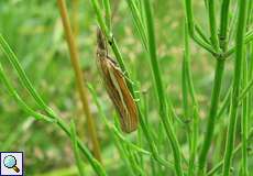 Gestreifter Graszünsler (Common Grass-veneer, Agriphila tristella)