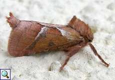 Ampfer-Wurzelbohrer (Orange Swift, Triodia sylvina)