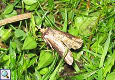 Ampfereule (The Flame, Axylia putris)