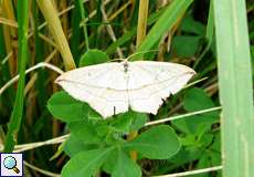 Ampferspanner (Blood-vein, Timandra comae)