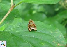 Archips xylosteana (Variegated Golden Tortrix)