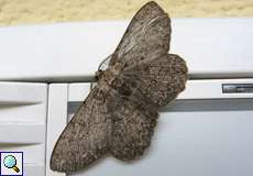 Männlicher Aschgrauer Rindenspanner (Pale Oak Beauty, Hypomecis punctinalis)