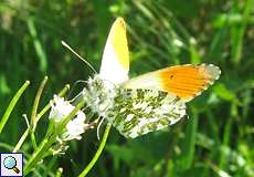 Männlicher Aurorafalter (Orange Tip, Anthocharis cardamines)