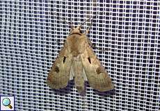 Weibliches Ausrufungszeichen (Heart and Dart, Agrotis exclamationis)