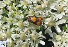 Bärenklauwickler (Tortix Moth, Pammene aurana)