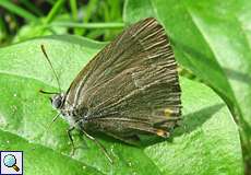 Weiblicher Blauer Eichen-Zipfelfalter (Purple Hairstreak, Favonius quercus)