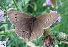 Brauner Waldvogel (Ringlet, Aphantopus hyperantus)