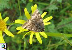 Braune Tageule (Burnet Companion, Euclidia glyphica)