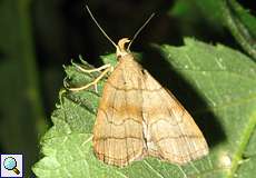 Braungestreifte Spannereule (Shaded Fan-foot, Herminia tarsicrinalis)