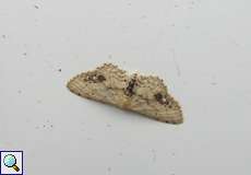 Braungewickelter Zwergspanner (Single-dotted Wave, Idaea dimidiata)