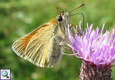 Braunkolbiger Braundickkopffalter (Small Skipper, Thymelicus sylvestris)