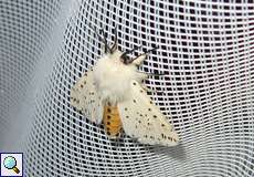 Breitflügeliger Fleckleibbär (White Ermine, Spilosoma lubricipeda)