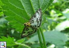 Brennnesselzünsler (Small Magpie, Anania hortulata)