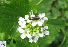 Schaumkraut-Langhornmotte (Cauchas rufimitrella)