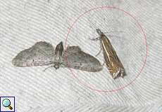 Crambus lathoniellus