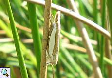 Crambus pascuella