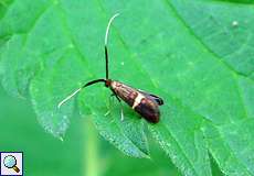 Weiblicher Degeers Langfühler (Longhorn Moth, Nemophora degeerella)