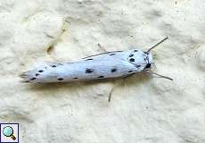 Ethmia terminella