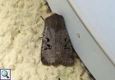 Feldholz-Wintereule (Black-spot Chestnut, Conistra rubiginosa)