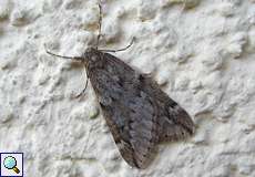Männlicher Frühlings-Kreuzflügel (March Moth, Alsophila aescularia)