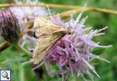 Geflammter Kleinzünsler (Endotricha flammealis)