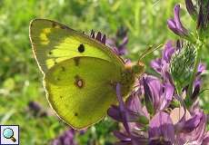 Goldene Acht (Pale Clouded Yellow, Colias hyale)