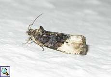 Grauer Knospenwickler (Marbled Orchard Tortrix, Hedya nubiferana)